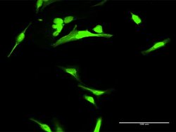 ANXA1, Rabbit anti-Human, Polyclonal Antibody, Abnova 100&mu;L; Unconjugated:Antibodies,