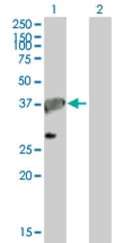 APEX1, Mouse anti-Human, Polyclonal Antibody, Abnova 50&mu;g; Unconjugated:Antibodies,