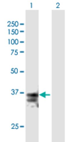 FASLG, Mouse anti-Human, Polyclonal Antibody, Abnova 50&mu;g; Unconjugated:Antibodies,