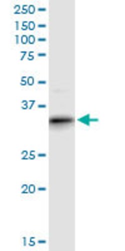 ART4, Mouse anti-Human, Polyclonal Antibody, Abnova 50&mu;L; Unconjugated:Antibodies,