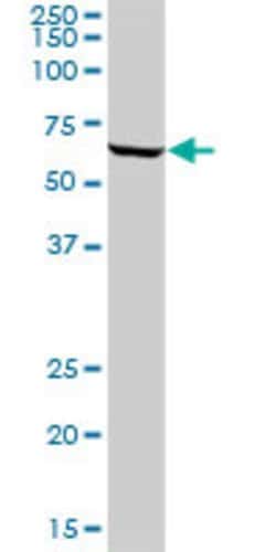 ATIC, Mouse anti-Human, Polyclonal Antibody, Abnova 50&mu;g; Unconjugated:Anticuerpos