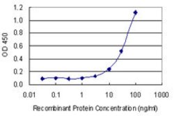 ATP2B4, Mouse anti-Human, Clone: 2G8, Abnova 100&mu;g; Unconjugated:Antibodies,