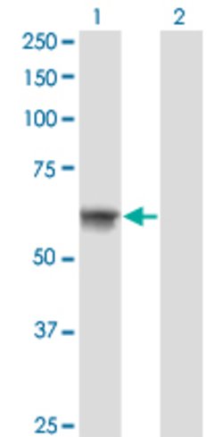 ATP6AP1, Mouse anti-Human, Clone: 3B11, Abnova 100&mu;g; Unconjugated:Antibodies,