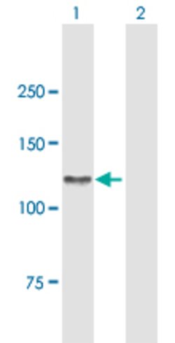 AXL, Mouse anti-Human, Polyclonal Antibody, Abnova 50&mu;g; Unconjugated:Antibodies,
