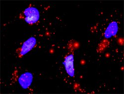 CCND1, Mouse anti-Human, Polyclonal Antibody, Abnova 50&mu;g; Unconjugated:Antibodies,