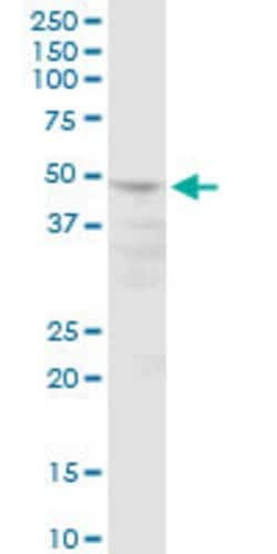 POLR3D, Mouse anti-Human, Polyclonal Antibody, Abnova 50&mu;g; Unconjugated:Antibodies,
