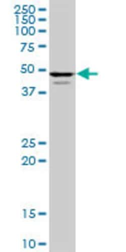 POLR3D, Mouse anti-Human, Polyclonal Antibody, Abnova 50&mu;g; Unconjugated:Antibodies,