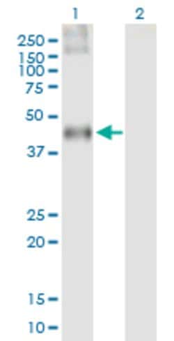 C3AR1, Mouse anti-Human, Polyclonal Antibody, Abnova 50&mu;g; Unconjugated:Antibodies,