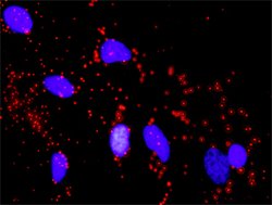 CDKN1A, Rabbit anti-Human, Polyclonal Antibody, Abnova 100&mu;g; Unconjugated:Antibodies,