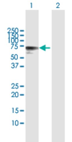 TPP1, Rabbit anti-Human, Polyclonal Antibody, Abnova 100&mu;L; Unconjugated:Antibodies,