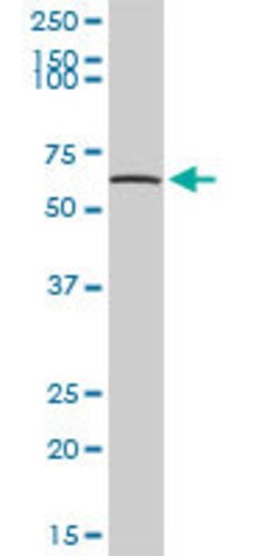 TPP1, Rabbit anti-Human, Polyclonal Antibody, Abnova 100&mu;L; Unconjugated:Antibodies,