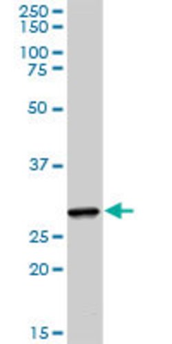CREB1, Rabbit anti-Human, Polyclonal Antibody, Abnova 100&mu;g; Unconjugated:Antibodies,