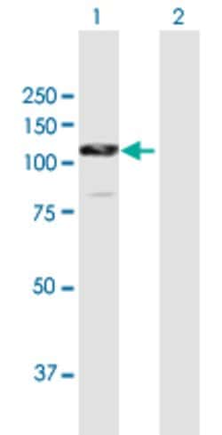 CTNNA2, Rabbit anti-Human, Polyclonal Antibody, Abnova 100&mu;L; Unconjugated:Antibodies,