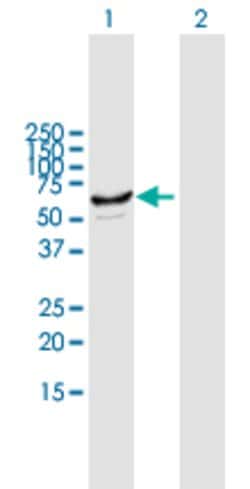 CYP2J2, Mouse anti-Human, Polyclonal Antibody, Abnova 50&mu;g; Unconjugated:Antibodies,