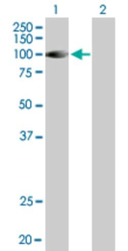 DGKG, Mouse anti-Human, Polyclonal Antibody, Abnova 50 &mu;g | Buy Online | Abnova | Fisher Scientific
