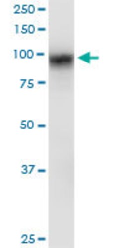 DLG3, Mouse anti-Human, Polyclonal Antibody, Abnova 50&mu;g; Unconjugated:Antibodies,