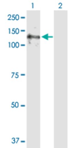 E4F1, Rabbit anti-Human, Polyclonal Antibody, Abnova 100&mu;g; Unconjugated:Antibodies,
