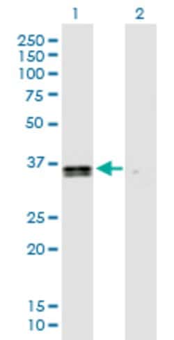 GPR183, Mouse anti-Human, Polyclonal Antibody, Abnova 50&mu;L; Unconjugated:Antibodies,