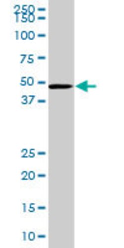 GPR183, Mouse anti-Human, Polyclonal Antibody, Abnova 50&mu;L; Unconjugated:Antibodies,