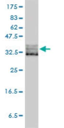 EIF2S1, Mouse anti-Human, Clone: 3H12-C11, Abnova 100&mu;g; Unconjugated:Antibodies,