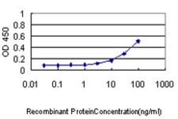 EIF2S1, Mouse anti-Human, Clone: 3H12-C11, Abnova 100&mu;g; Unconjugated:Antibodies,