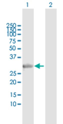 STX2, Rabbit anti-Human, Polyclonal Antibody, Abnova 100&mu;L; Unconjugated:Antibodies,