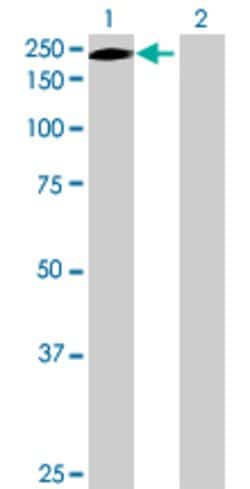 ERCC5, Mouse anti-Human, Polyclonal Antibody, Abnova 50&mu;L; Unconjugated:Antibodies,