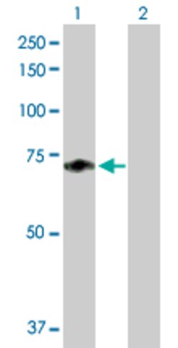 F11, Mouse anti-Human, Polyclonal Antibody, Abnova™