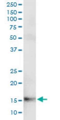 FABP7, Rabbit anti-Human, Polyclonal Antibody, Abnova 100&mu;L; Unconjugated:Antibodies,
