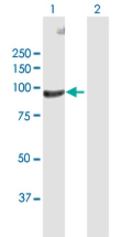 FBLN1, Rabbit anti-Human, Polyclonal Antibody, Abnova 100&mu;L; Unconjugated:Antibodies,