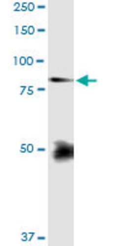 FBLN1, Rabbit anti-Human, Polyclonal Antibody, Abnova 100&mu;L; Unconjugated:Antibodies,