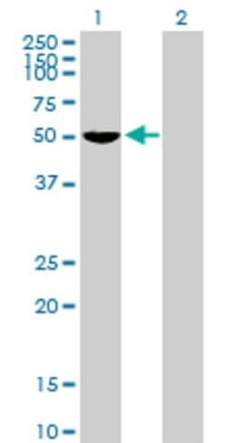 FOXD4, Mouse anti-Human, Polyclonal Antibody, Abnova™