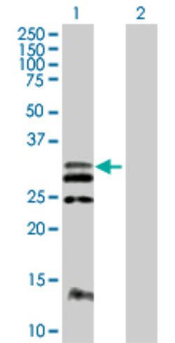 FLT3LG, Mouse anti-Human, Polyclonal Antibody, Abnova 50&mu;g; Unconjugated:Antibodies,