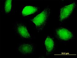 FLT3LG, Mouse anti-Human, Polyclonal Antibody, Abnova™