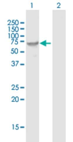 FUT8, Mouse anti-Human, Polyclonal Antibody, Abnova 50&mu;g; Unconjugated:Antibodies,