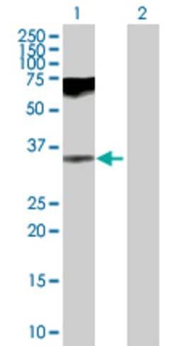 GAS2, Mouse anti-Human, Polyclonal Antibody, Abnova™