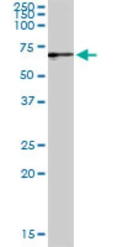 GBP2, Rabbit anti-Human, Polyclonal Antibody, Abnova 100&mu;L; Unconjugated:Antibodies,