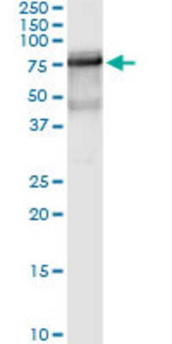 GBP2, Rabbit anti-Human, Polyclonal Antibody, Abnova 100&mu;L; Unconjugated:Antibodies,