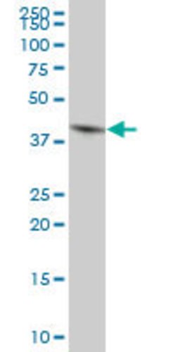 GNAI3, Mouse anti-Human, Polyclonal Antibody, Abnova™
