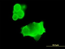GRIK3, Mouse anti-Human, Polyclonal Antibody, Abnova 50&mu;g; Unconjugated:Antibodies,