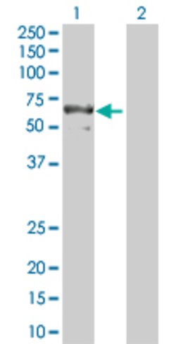 PDIA3, Rabbit anti-Human, Polyclonal Antibody, Abnova 100&mu;g; Unconjugated:Antibodies,