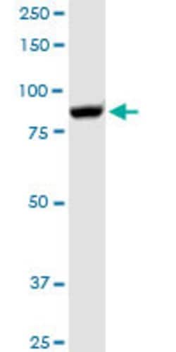 GSN, Rabbit anti-Human, Polyclonal Antibody, Abnova 100&mu;L; Unconjugated:Antibodies,