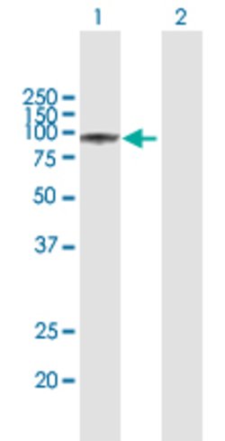 GSN, Rabbit anti-Human, Polyclonal Antibody, Abnova 100&mu;L; Unconjugated:Antibodies,