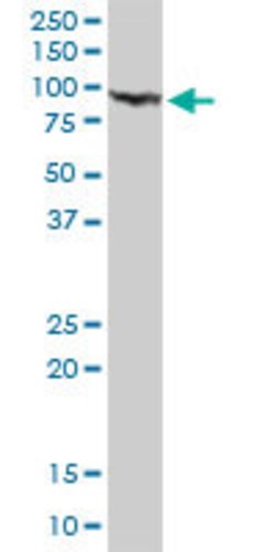GSN, Rabbit anti-Human, Polyclonal Antibody, Abnova 100&mu;L; Unconjugated:Antibodies,