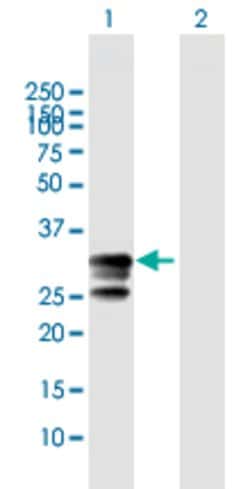 GZMB, Rabbit anti-Human, Polyclonal Antibody, Abnova 100&mu;L; Unconjugated:Antibodies,