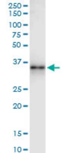 GZMB, Rabbit anti-Human, Polyclonal Antibody, Abnova 100&mu;L; Unconjugated:Antibodies,