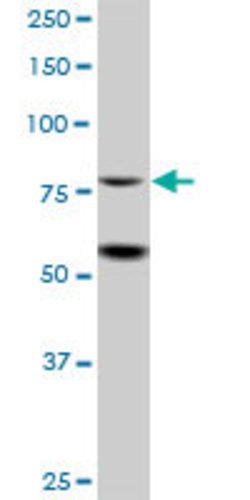 ZBTB48, Mouse anti-Human, Polyclonal Antibody, Abnova 50&mu;g; Unconjugated:Antibodies,
