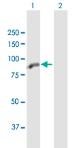 ZBTB48, Mouse anti-Human, Polyclonal Antibody, Abnova 50&mu;g; Unconjugated:Antibodies,