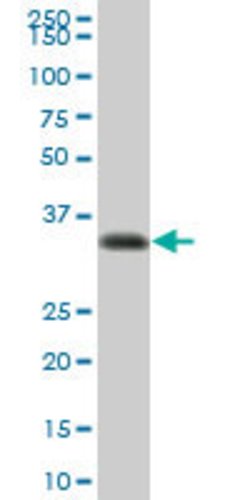 HLA-DRA, Mouse anti-Human, Polyclonal Antibody, Abnova 50&mu;g; Unconjugated:Antibodies,