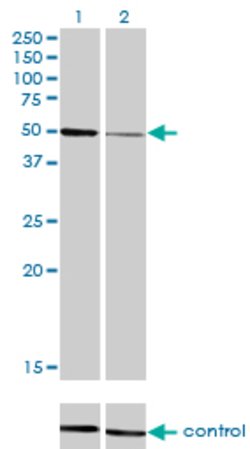 HNF4A, Mouse anti-Human, Clone: 4E2, Abnova 50&mu;g; Unconjugated:Anticuerpos